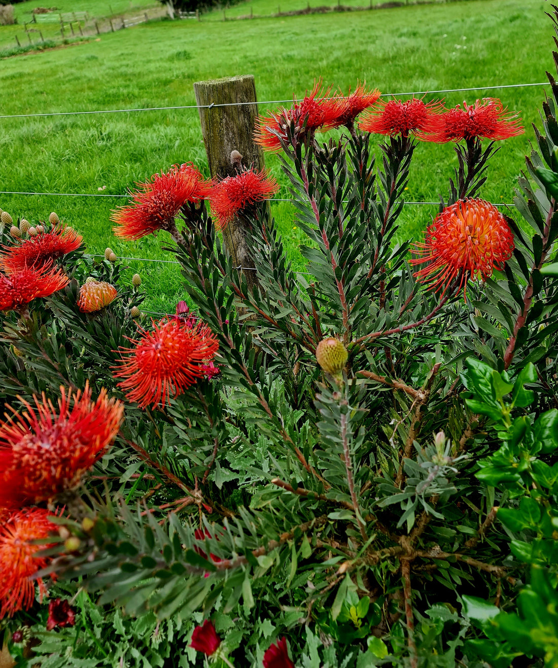 Inside The Cutting Garden