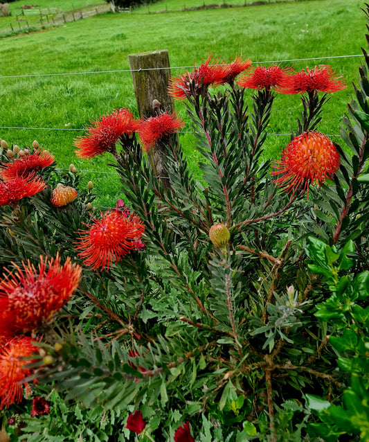 Inside The Cutting Garden
