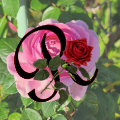Rose Scents 